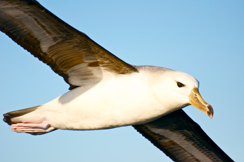 Black Browed albatross