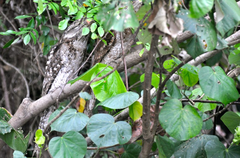 A pair of Papuan Frogmouths on the Daintree River