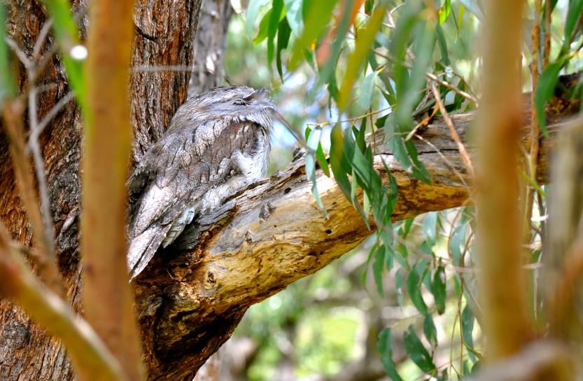 Tawny frogmouth is the classic position
