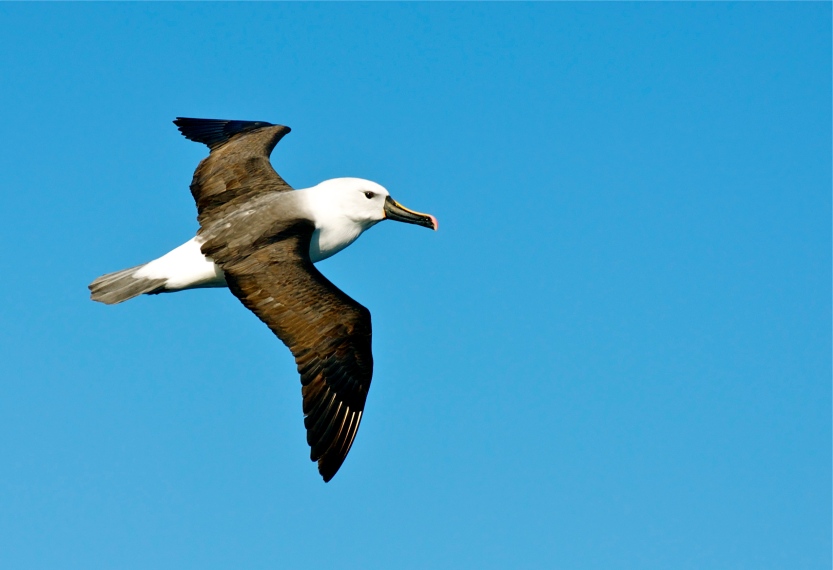 Eastern Yellow-nosed Albatross