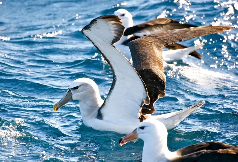 Shy albatross with a Black-browed albatross