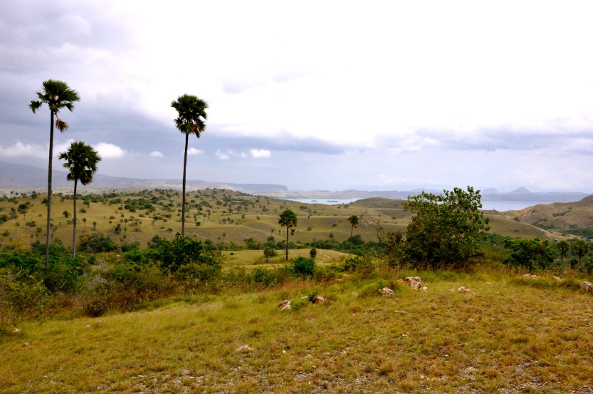 Komodo Island's Jurasic Park landscape