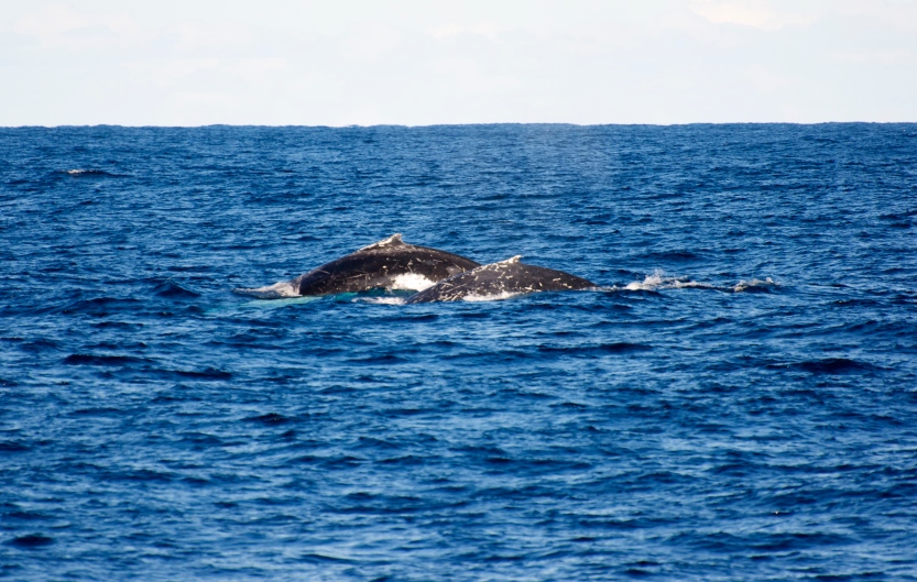 Humpback Whale and calf