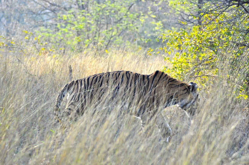 A huge male tiger