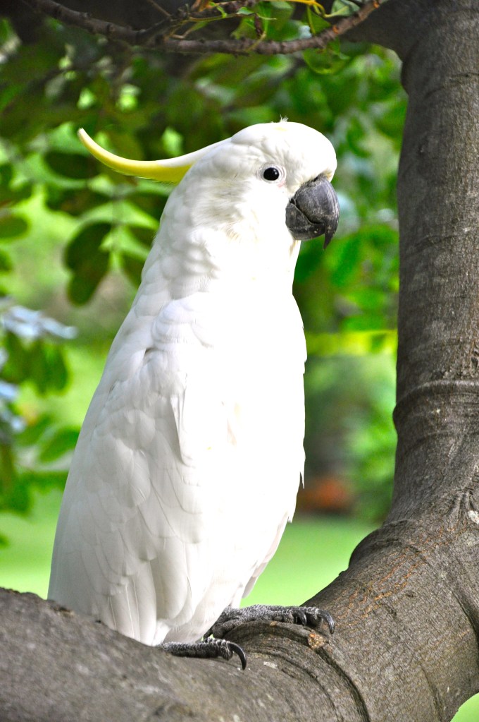 Sulphur-crested Cockatoo