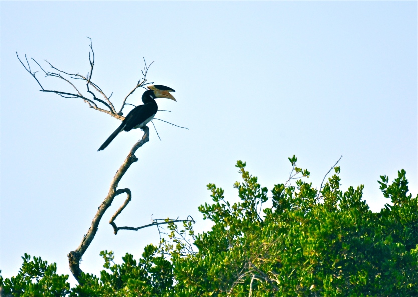 Malabar Pied hornbill - Sri Lanka