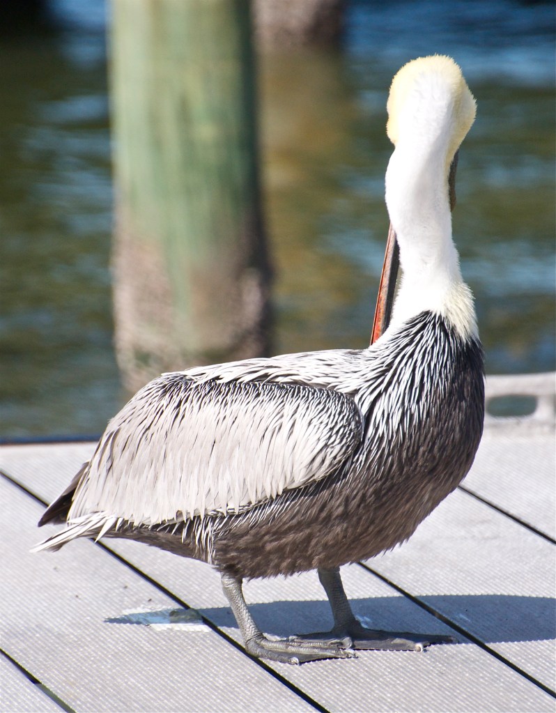 The white neck is non-breeding plumage