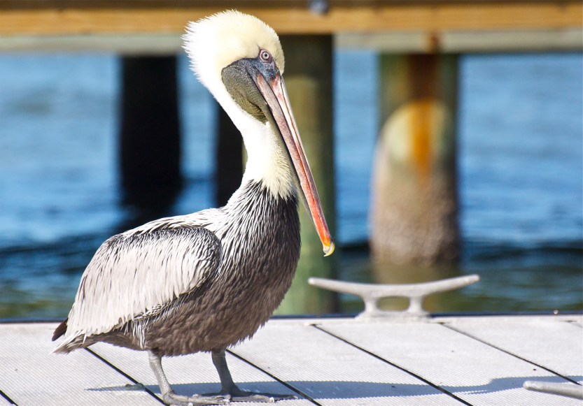 Adult non-breeding plumage