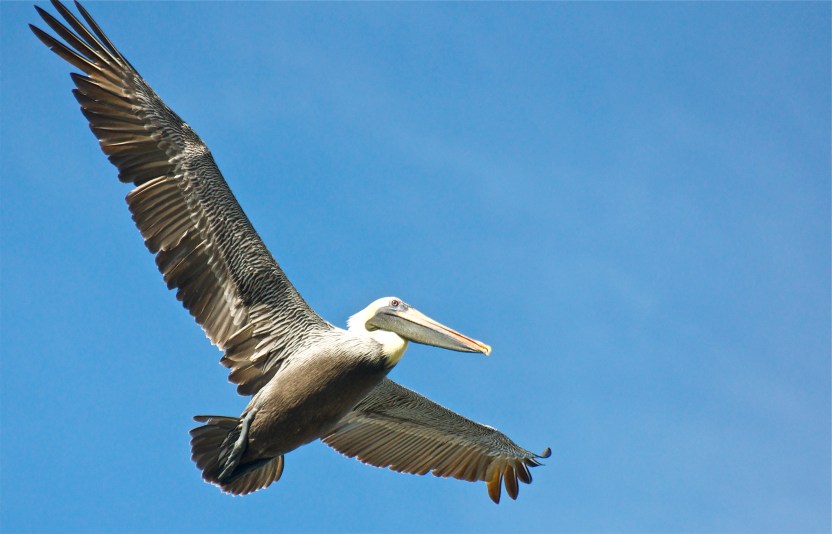 Adult searching for fish 