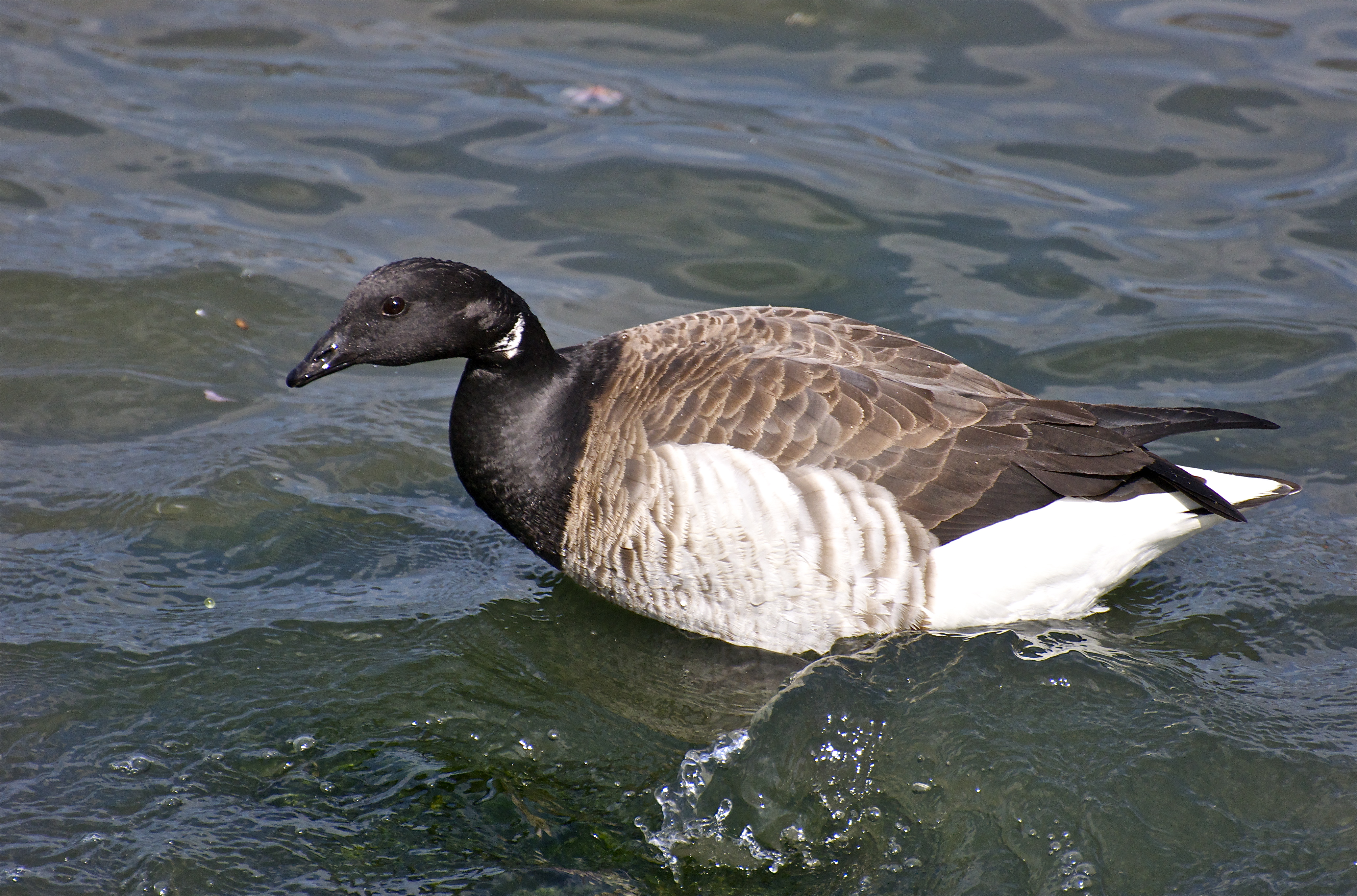 The Hudson’s Brant – incidental naturalist