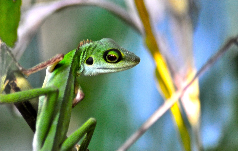 Singapore native Green-crested lizard