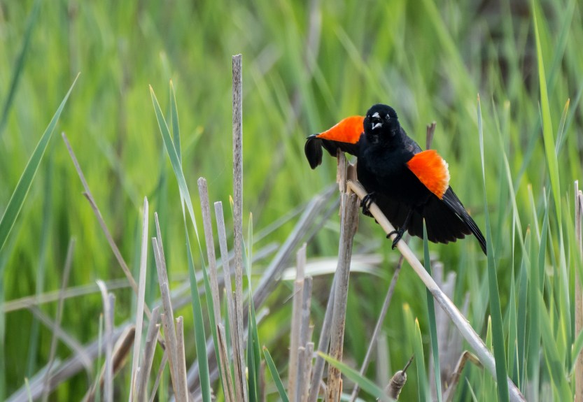 20170429-170429untitled009