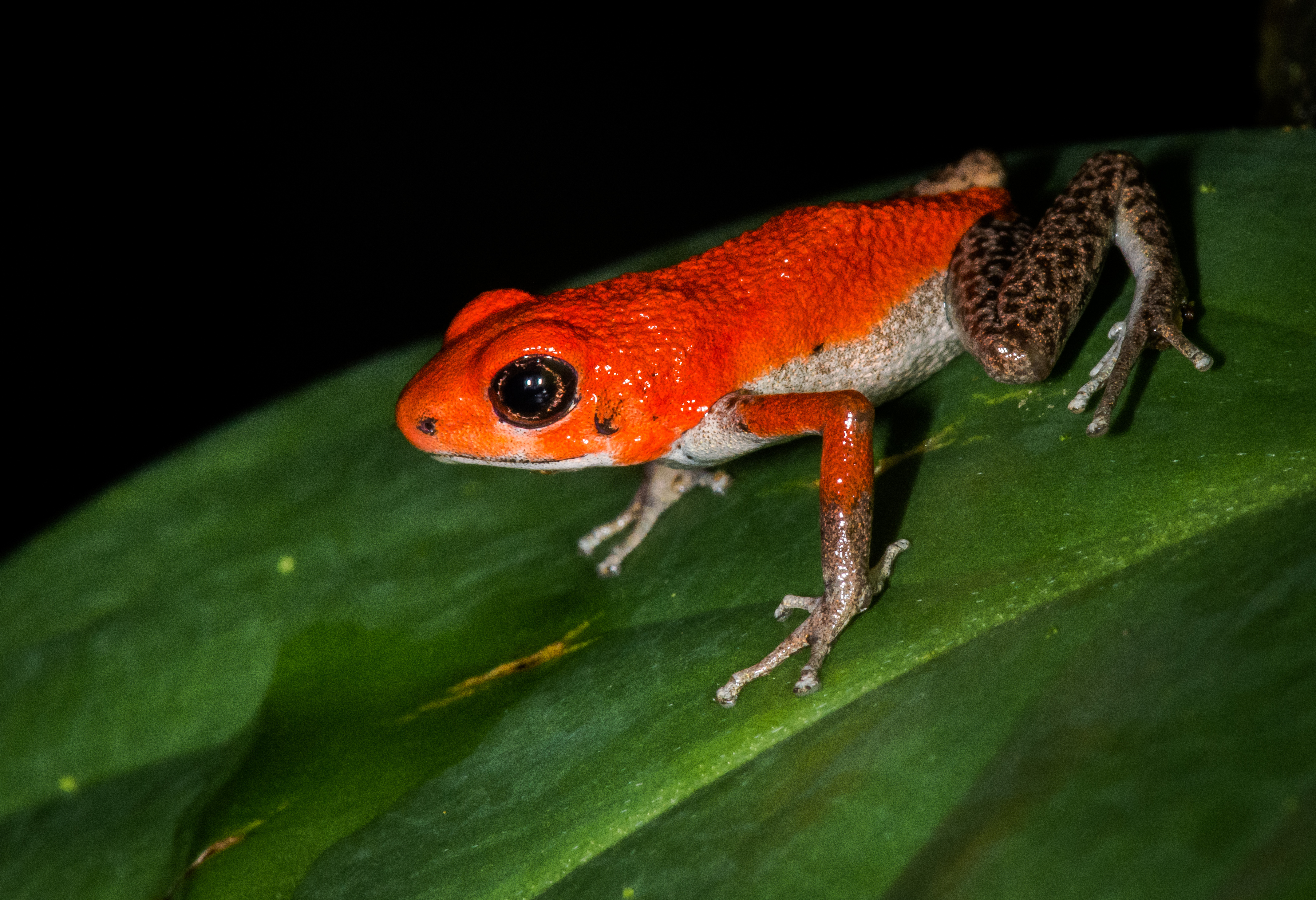 Jewel in the Jungle – Strawberry Poison Dart Frogs – incidental