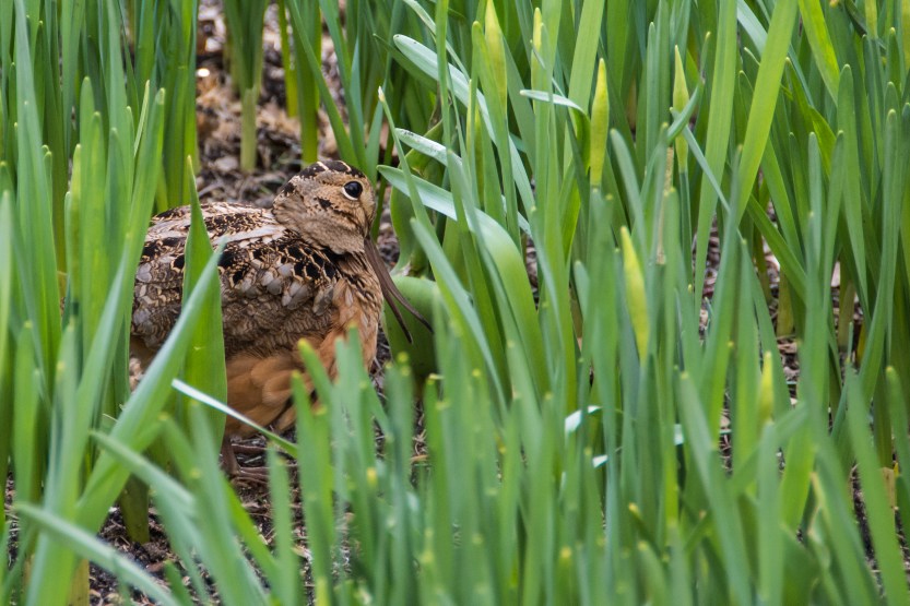 untitled (138 of 518)