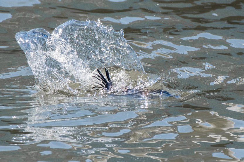 untitled (141 of 480)