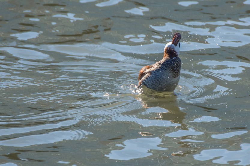 untitled (144 of 480)