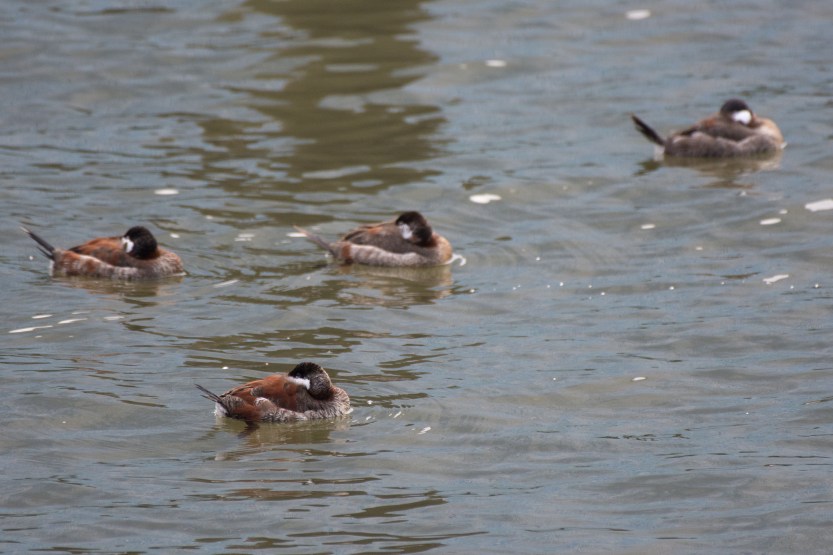 untitled (199 of 480)