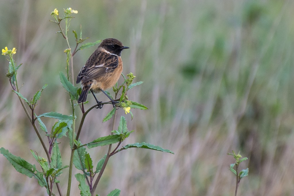 The Rise of the Stonechat – incidental naturalist