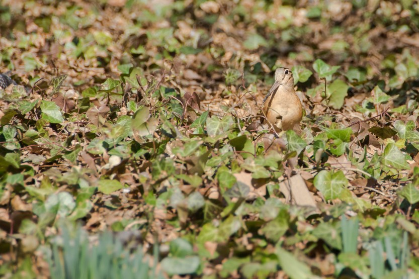 untitled (255 of 518)