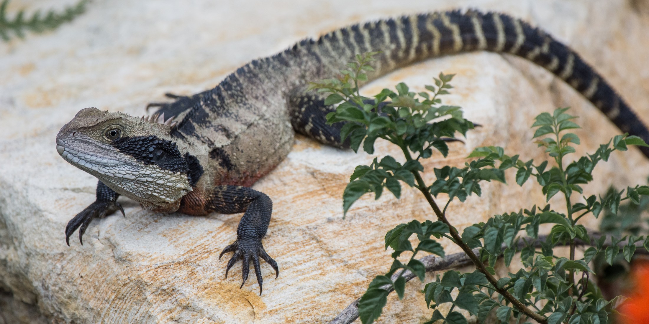 The search for a Water Dragon in Sydney – incidental naturalist