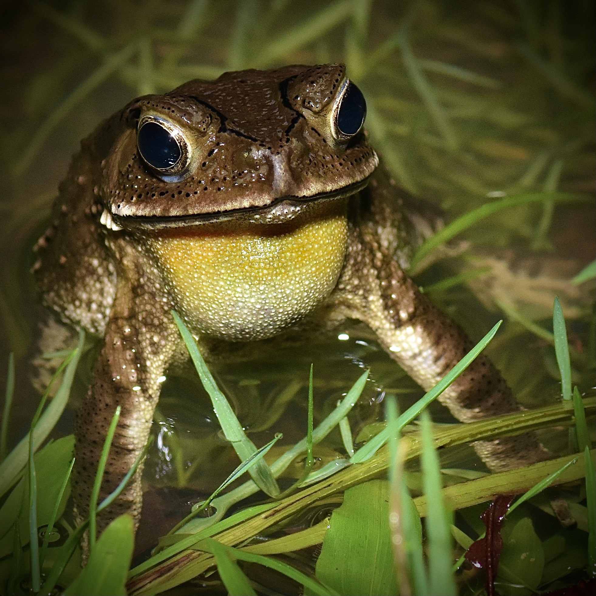 A life in the gutter – Asian Toad – incidental naturalist