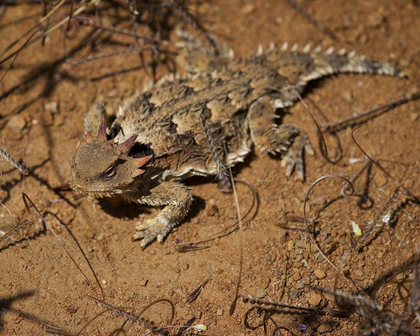 Horned Lizards of Santa Monica – incidental naturalist