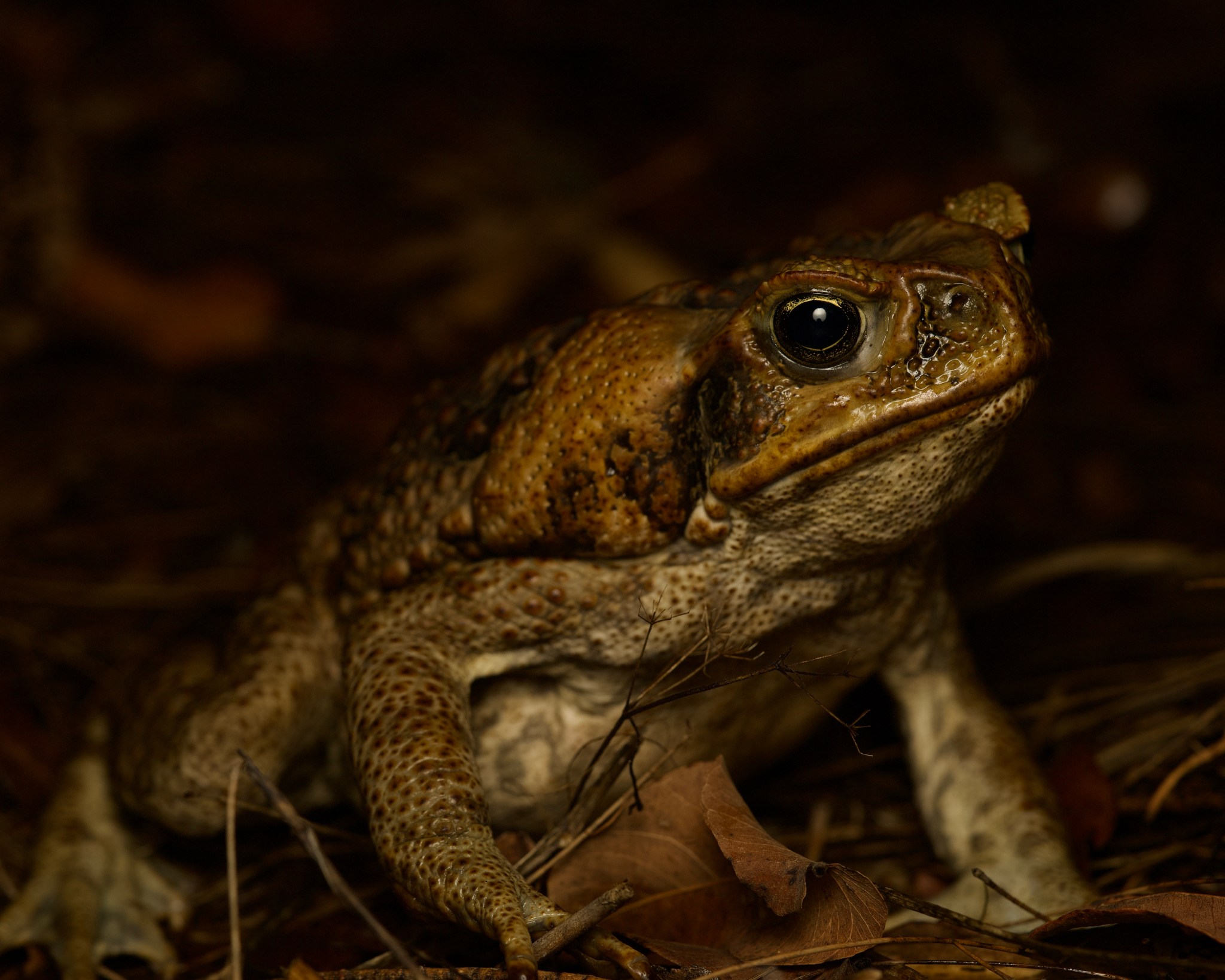 March of the Cane Toad – incidental naturalist