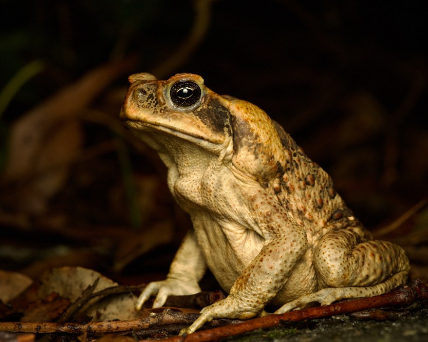 March of the Cane Toad – incidental naturalist